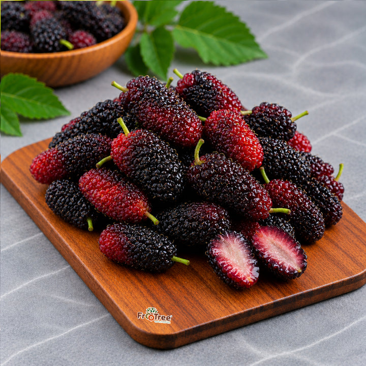 Mulberry (1 PC)