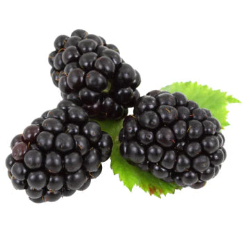 Mulberry (1 PC)