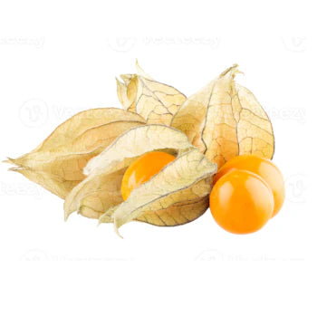 Physalis (1 BOX)