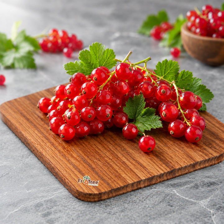 Red currant